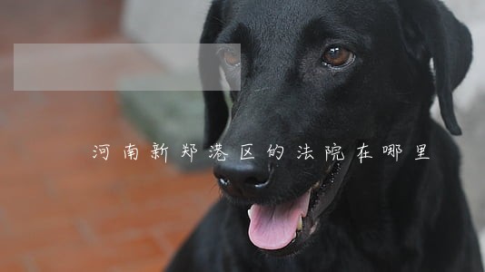 河南新郑港区的法院在哪里