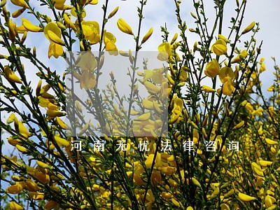 河南无忧法律咨询 河南无忧法律咨询