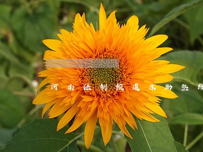 河南法制频道求助热线 河南法制频道求助热线