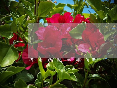 河南法院张鹏飞 河南法院张鹏飞