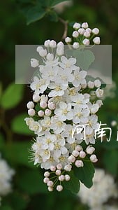 河南法院微执行为啥登录不上