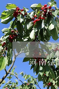 河南法院罚款医院最新信息