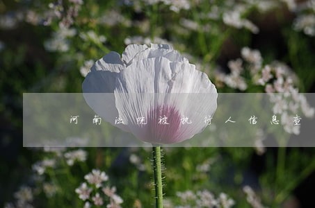 河南法院被执行人信息查询网 河南法院被执行人信息查询网