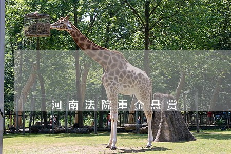 河南法院重金悬赏