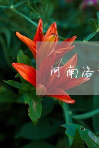 河南洛阳市新义煤矿违法排污 河南洛阳市新义煤矿违法排污