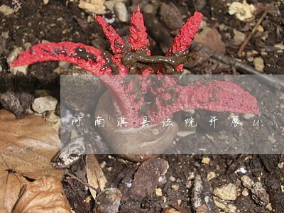 河南淇县法院开展u 河南淇县法院开展u