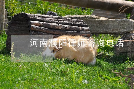 河南濮阳律师咨询电话 河南濮阳律师咨询电话