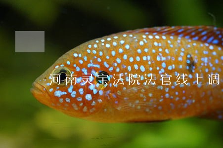 河南灵宝法院法官线上调解