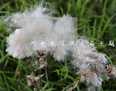 河南电子税务局逾期申报 河南电子税务局逾期申报