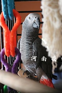 河南疫情期间税务逾期申报罚款吗 河南疫情期间税务逾期申报罚款吗