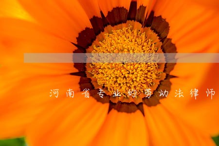 河南省专业的劳动法律师