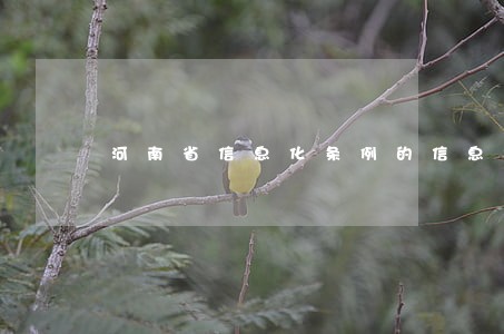 河南省信息化条例的信息技术推广 河南省信息化条例的信息技术推广