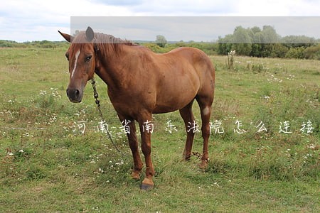 河南省南乐法院怎么连接电话 河南省南乐法院怎么连接电话