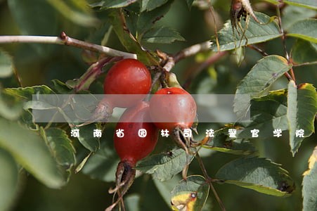 河南省园林司法警官学院
