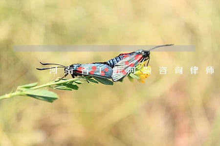 河南省工伤问题咨询律师服务 河南省工伤问题咨询律师服务