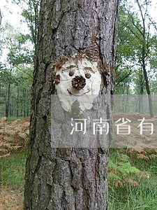 河南省有哪些司法类院校 河南省有哪些司法类院校