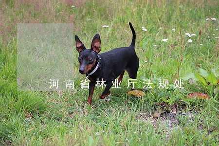 河南省林业厅法规处 河南省林业厅法规处