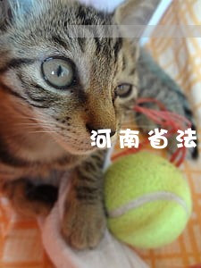 河南省法律援助工作会议 河南省法律援助工作会议