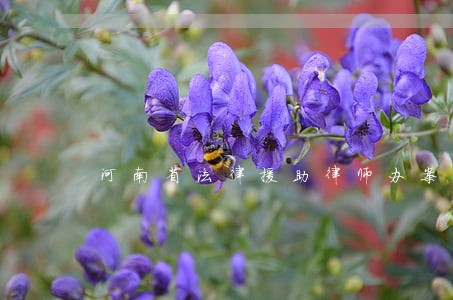 河南省法律援助律师办案系统