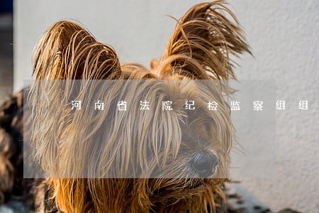 河南省法院纪检监察组组长 河南省法院纪检监察组组长