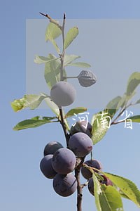 河南省洛阳市法院焦丽娟 河南省洛阳市法院焦丽娟