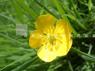 河南省疫情期间罚款逾期的怎么办 河南省疫情期间罚款逾期的怎么办