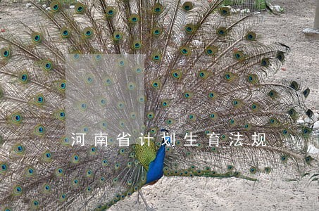 河南省计划生育法规