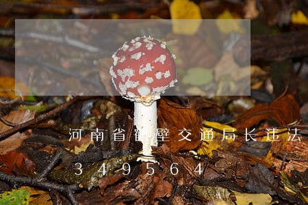 河南省鹤壁交通局长违法/2023020349564 河南省鹤壁交通局长违法/2023020349564