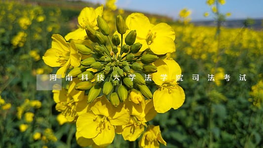 河南科技大学法学院司法考试 河南科技大学法学院司法考试