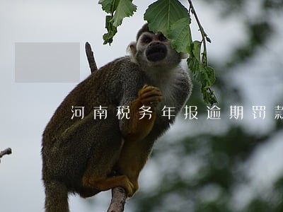 河南税务年报逾期罚款 河南税务年报逾期罚款