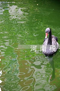 河南税务逾期申报罚款 河南税务逾期申报罚款