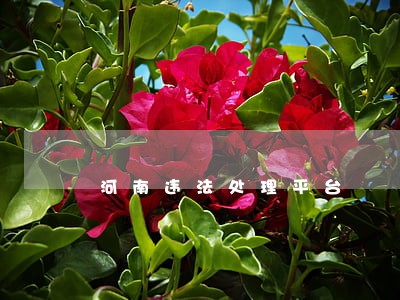 河南违法处理平台 河南违法处理平台