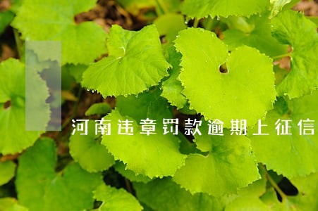 河南违章罚款逾期上征信吗 河南违章罚款逾期上征信吗
