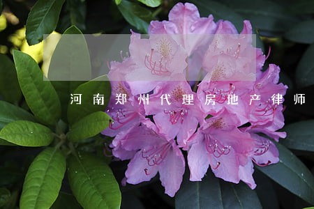 河南郑州代理房地产律师 河南郑州代理房地产律师