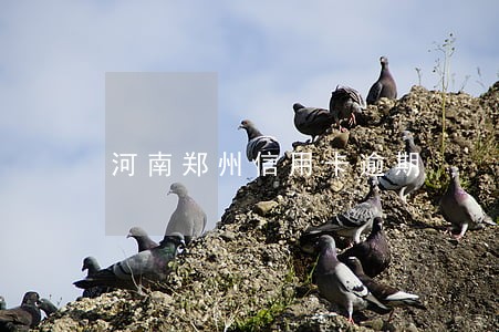 河南郑州信用卡逾期