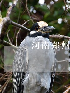 河南郑州债务诉讼律师联系方式 河南郑州债务诉讼律师联系方式