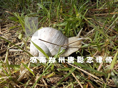 河南郑州唐聪志律师