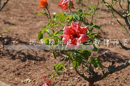 河南郑州建设工程律师咨询 河南郑州建设工程律师咨询