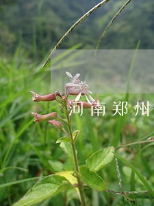 河南郑州法院房屋拍卖 河南郑州法院房屋拍卖