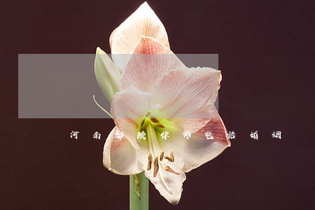 河南鄢陵律师电话婚姻 河南鄢陵律师电话婚姻
