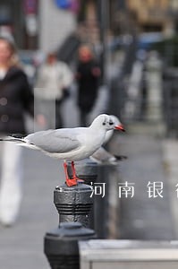 河南银行法律咨询热线 河南银行法律咨询热线