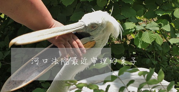 河口法院最近审理的案子
