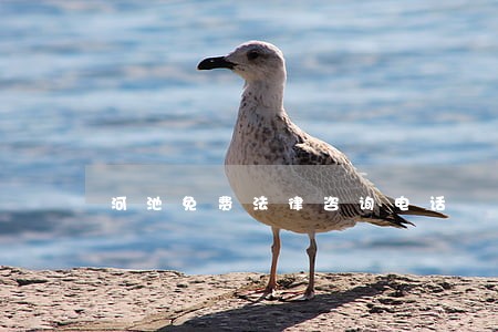 河池免费法律咨询电话 河池免费法律咨询电话