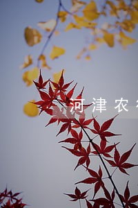 河津农行信用卡逾期名单 河津农行信用卡逾期名单
