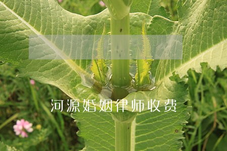 河源婚姻律师收费 河源婚姻律师收费