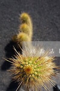 河源法院田闪闪