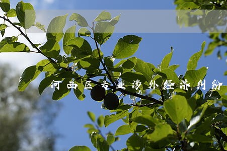 河西区专业涉外经济纠纷律师 河西区专业涉外经济纠纷律师