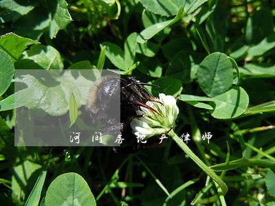 河间房地产律师