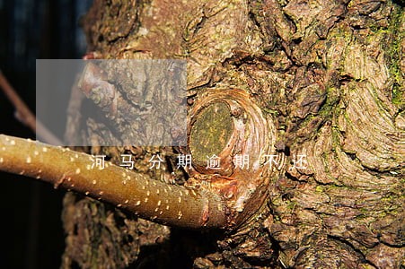 河马分期逾期不还 河马分期逾期不还