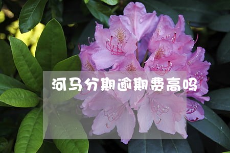 河马分期逾期费高吗 河马分期逾期费高吗